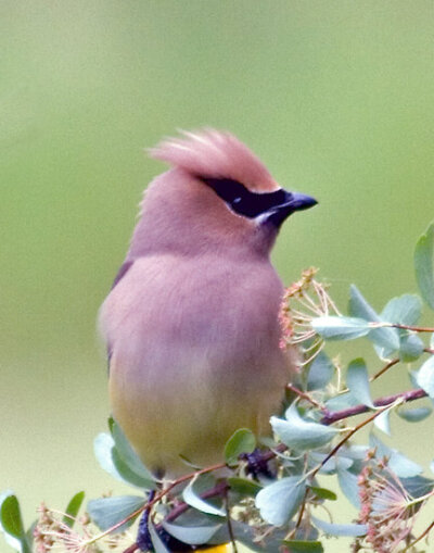 黃連雀Cedar waxwing by DDowning