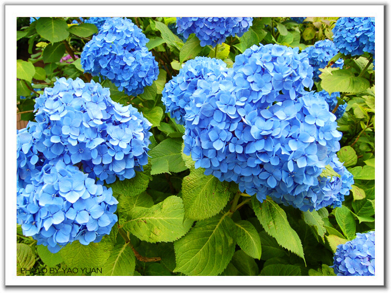 蓝色紫阳花的花语是背叛