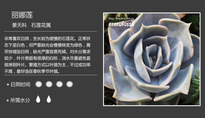 多肉植物 丽娜莲