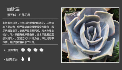 多肉植物 丽娜莲