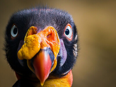 发现于中南美洲的大型鸟类王鹫（King Vulture，学名Sarcoramphus papa）。摄影：Jorge A. Bohorquez