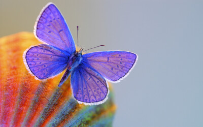 Purple butterfly