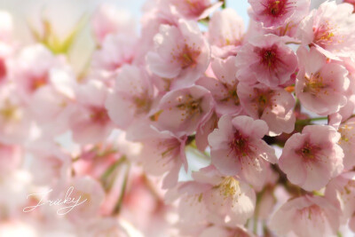 繁花似锦