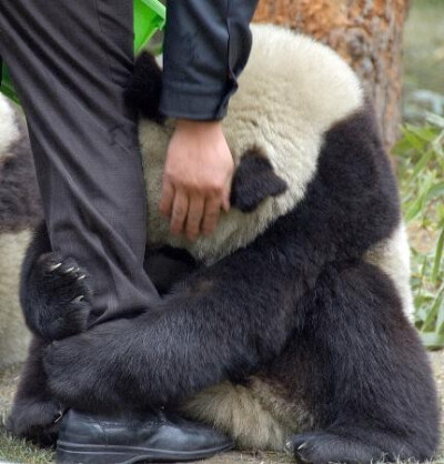 地震后熊猫看到饲养员的一幕