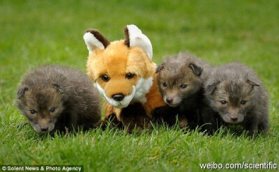 英国一位农夫在自家花园内发现了三只瑟瑟发抖的小狐狸，于是给了它们一个毛绒玩具。没想到小家伙们把它当做了自己的妈妈，不但和它形影不离，吃饭的时候还会留下部分食物，把盆子推到它跟前
