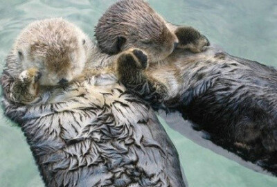 你知道么，海獭在睡觉时候是彼此手牵手的，这样它们才不怕在睡梦中被海浪冲散了。它们还经常手牵手在海面上晒日光浴。