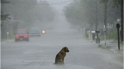 在大雨中等待主人的狗狗