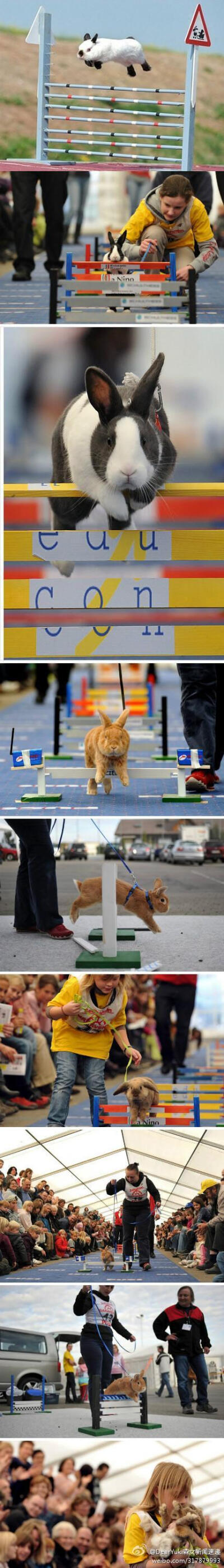 兔子障碍赛，看小兔子们认真跨栏的表情，萌翻了~