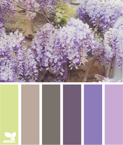 wisteria tones