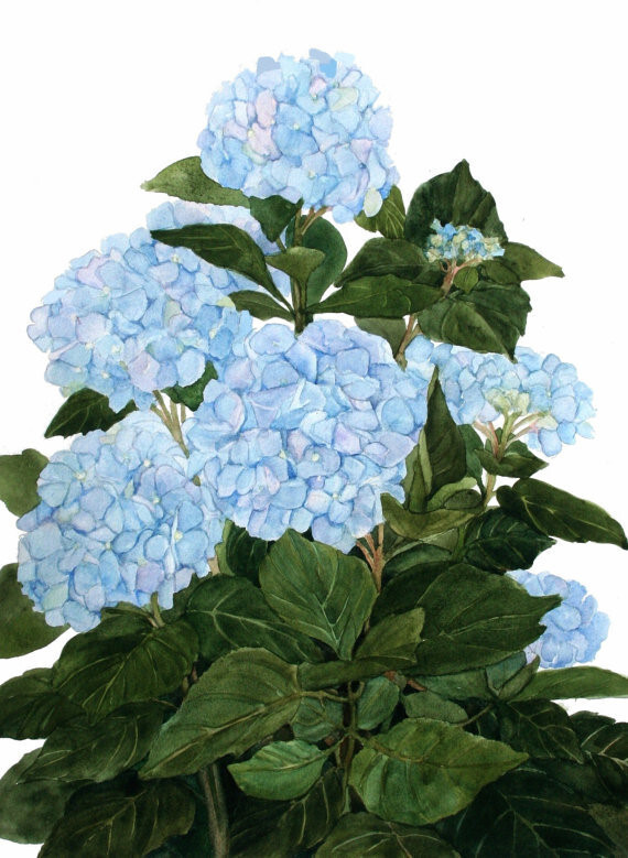 八仙花#艺口袋#草本植物控② | 组图