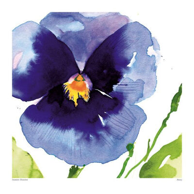 Pansy