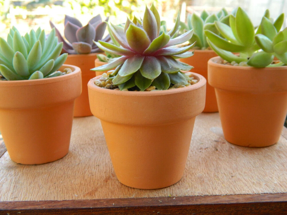  最容易把多肉们拍的好看的角度。