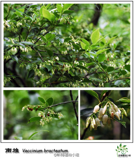 南烛（Vaccinium bracteatum）杜鹃花科越桔属 又名乌饭树，源于其叶可榨汁浸糯米蒸成乌饭食用。花苞未开时如一粒粒的白色小米粒，开放时又好似一个个小铃铛，还带着花香。浆果成熟时深红色至紫黑色，跟蓝莓可是亲戚哦，真心美味的野果子。花期6-7月，果期8-10月。（摄影：@小Q_金秋)