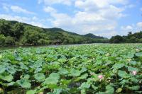 苹果汁收藏到西湖曲院风荷