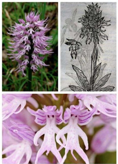 人，是人他妈生的吗？据科学松鼠会的资料，它叫“红门兰”（Orchis italica ）。拍摄者是Ana Retamero Olmos