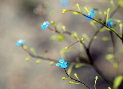 花开花尽花若情