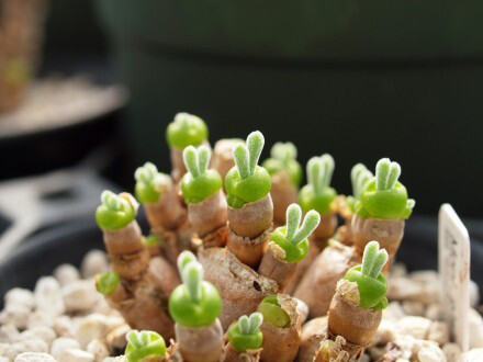 碧光环，学名：Monilaria obconica，番杏科多肉植物