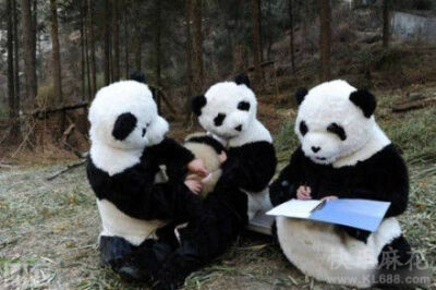 工作人员正在为熊猫宝宝做检查，萌翻了