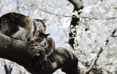 桜のねこたちーーーママ、今日太_Japan²、和风、摄影、日本