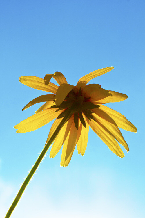 Wild flowers of the People's Park