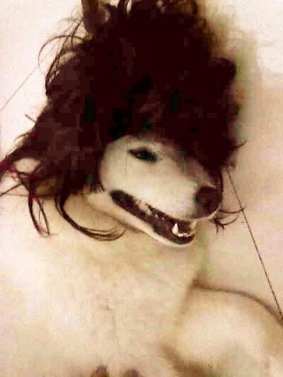 我叫兔子，一只单身摩登女郎！爱我吧.爱我吧..！