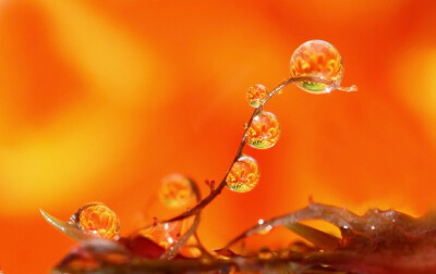 雨露花影