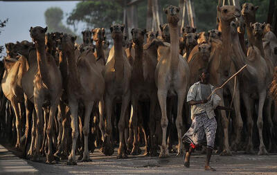 索马里 阿夫戈耶村：一人放牧一群骆驼