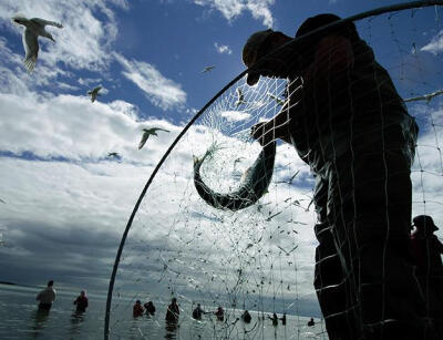 24 hours: Kenai, Alaska: A man untangles a red salmon from his dipnet