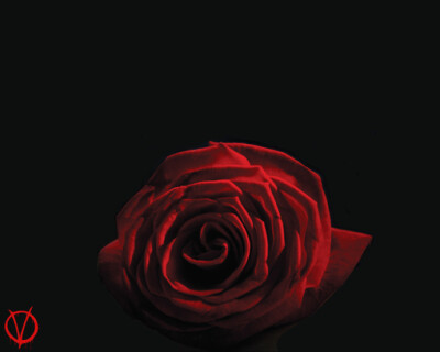 斯嘉丽.卡森 玫瑰