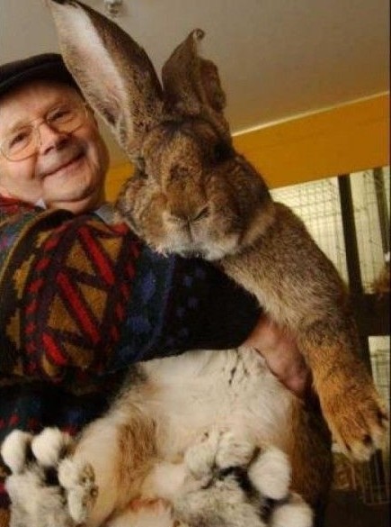 巨型兔子，这是吃啥长大的？