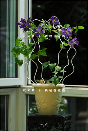 铁线莲 花架