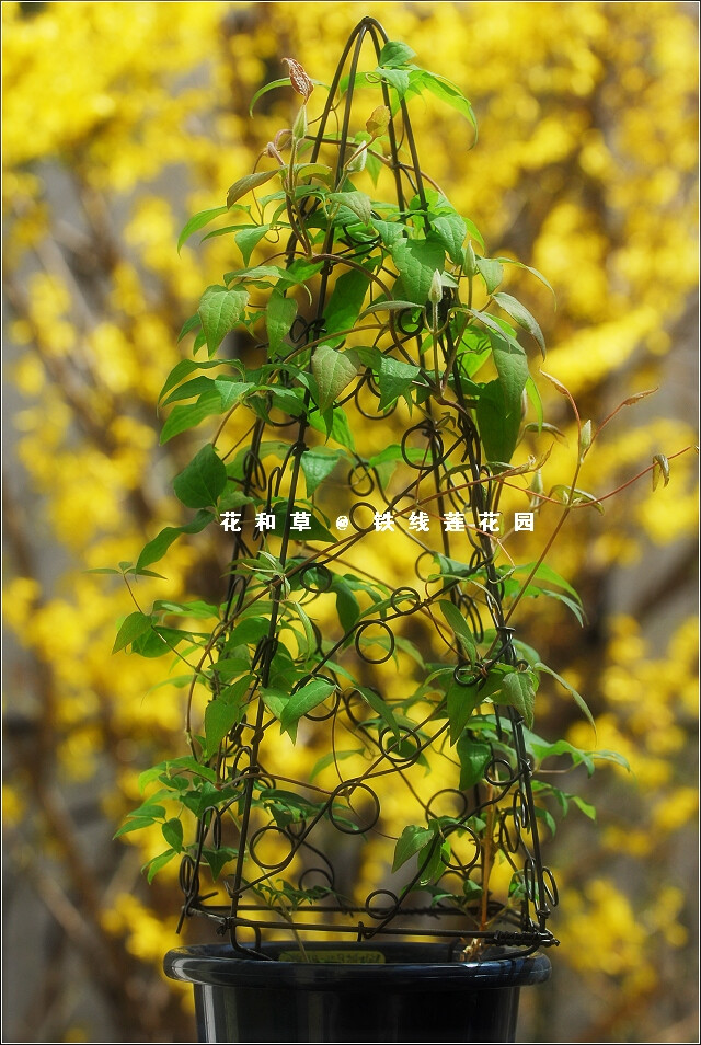 铁线莲 花架