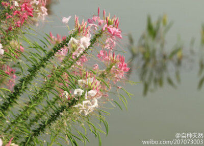 醉蝶花的意境：花醉啦，蝶醉啦，湖也醉啦~