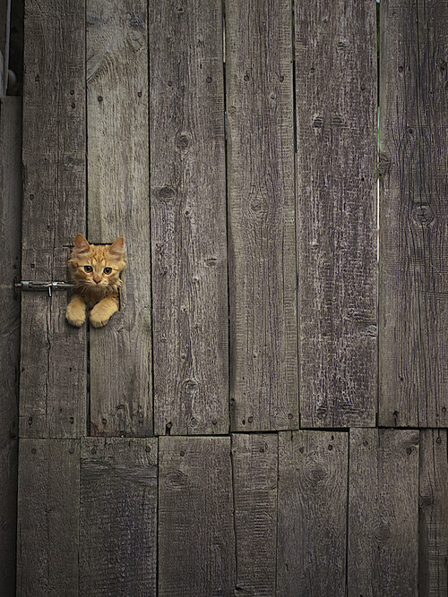 门上的猫咪