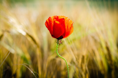 Photograph Out in the fields by Frank Koehntopp on 500px