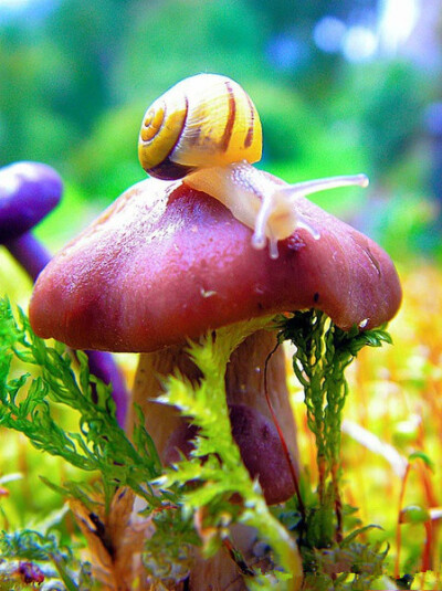 蘑菇与蜗牛
