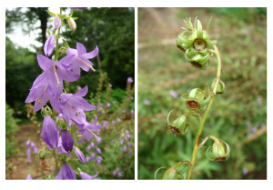 杏叶沙参，桔梗科沙参属。茎生叶互生，无柄或近无柄，叶片狭卵形、菱状狭卵形或长圆状狭卵形。总状花序狭长，下部稍有分枝，有疏或稍密的短毛，花萼有短毛，裂片5，狭披针形， 5浅裂；花冠紫兰色，钟状，5浅裂；雄蕊5，花柱与花冠近等长。蒴果近球形，有毛。