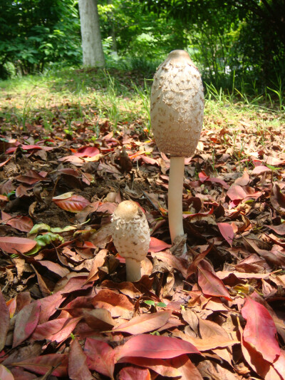 不知名的小蘑菇，有爱的长在铺满红色杜英叶的树下。