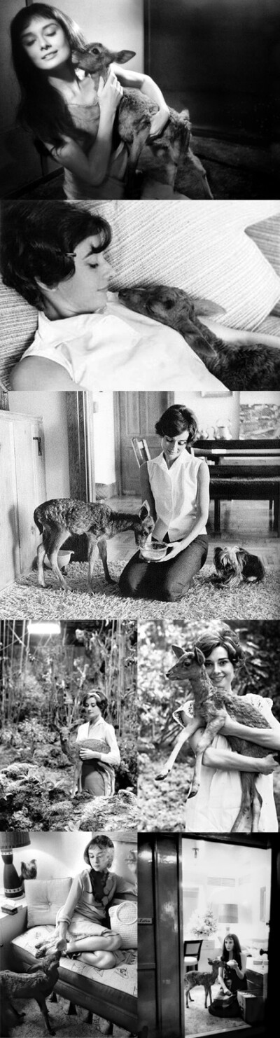 Audrey Hepburn and her baby Deer（奥黛丽 · 赫本和她的鹿宝宝）