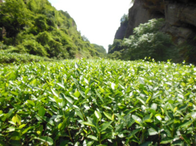 武夷山景区茶园