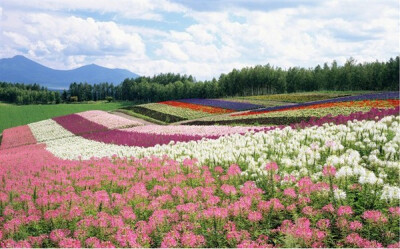 北海道花海