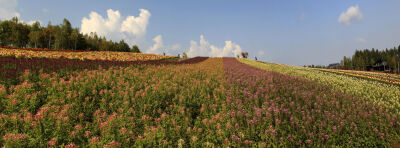 北海道花海