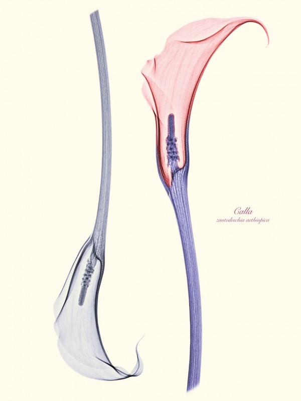 Brendan Fitzpatrick’s Floral X-rays