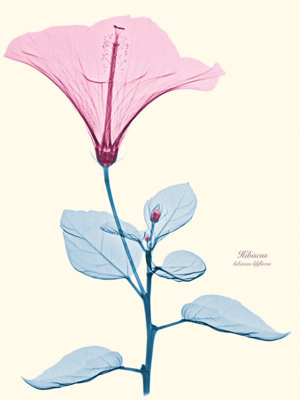 Brendan Fitzpatrick’s Floral X-rays