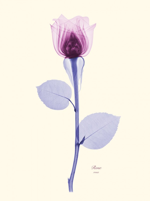 Brendan Fitzpatrick’s Floral X-rays