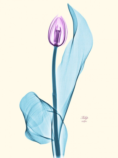 Brendan Fitzpatrick’s Floral X-rays