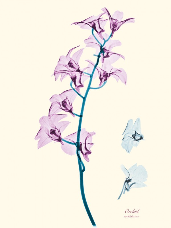 Brendan Fitzpatrick’s Floral X-rays