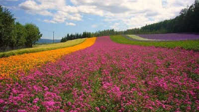 北海道花海