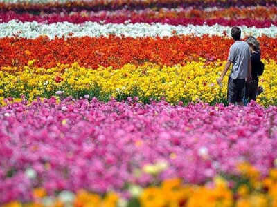 荷兰郁金香花海