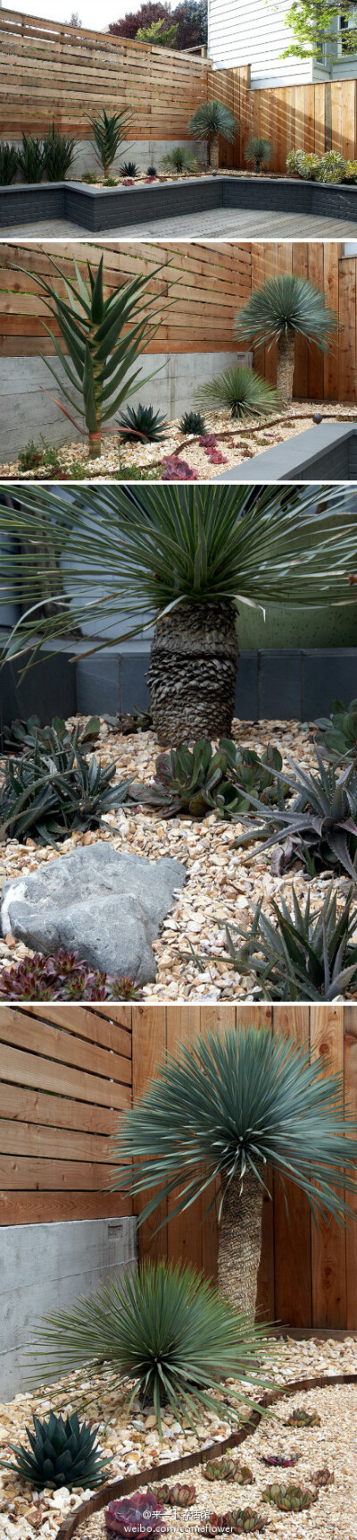 Succulent-Rich Garden Designed by Patrick Lannan 多肉花园